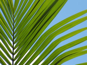 palm-frond-10f